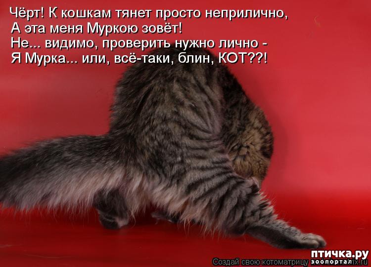 Смешные картинки с котиками с надписями