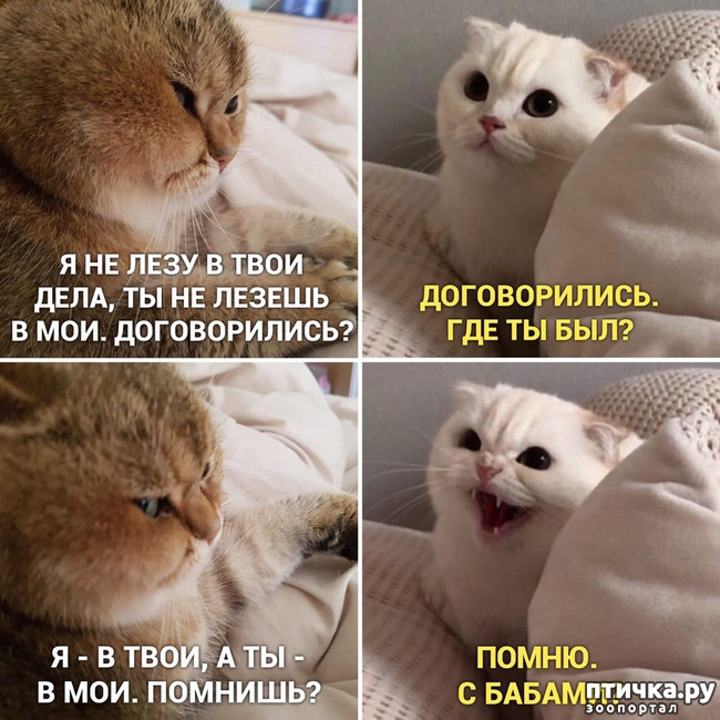 Где мой кот картинка