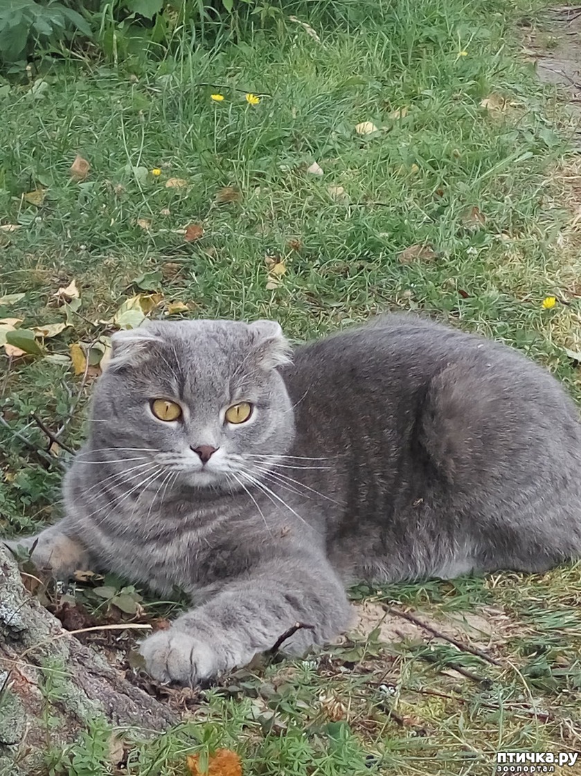 .   -scottish fold