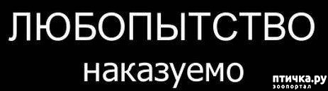 Любопытной варваре на базаре нос оторвали. Любопытная Варвара. За любопытство Варваре нос оторвали.