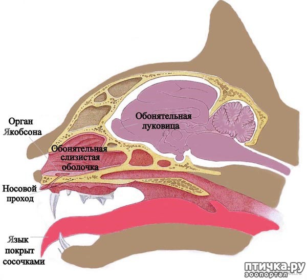 Орган якобсона у кошек фото