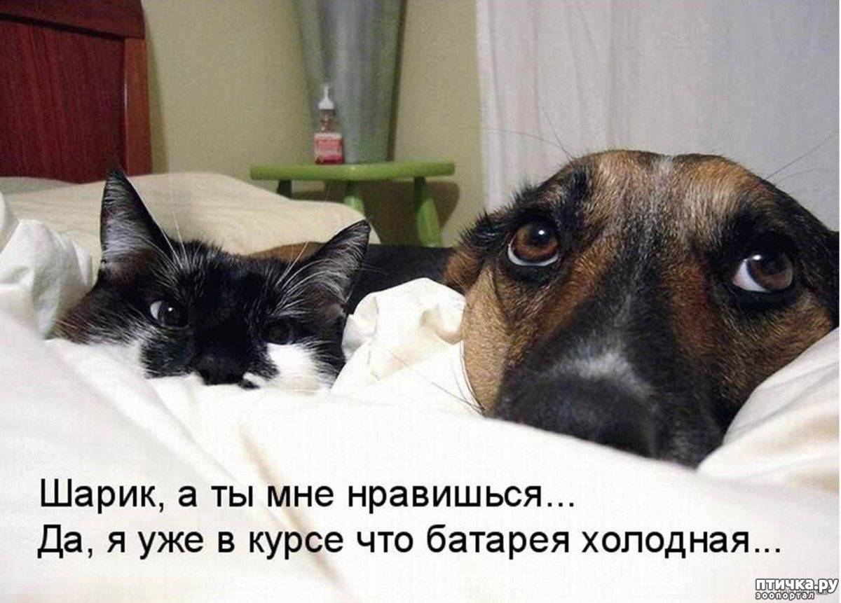Кошки и собаки юмор