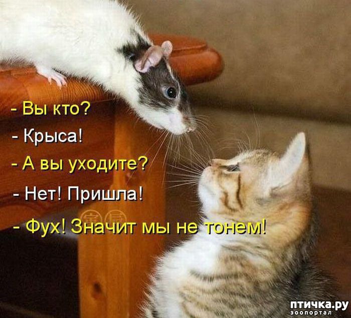 Пятничная котоматрица: Кошки-мышки-2! &amp;mdash; обсуждение в группе &amp;quot;Кошки&amp;quot; |  Птичка.ру