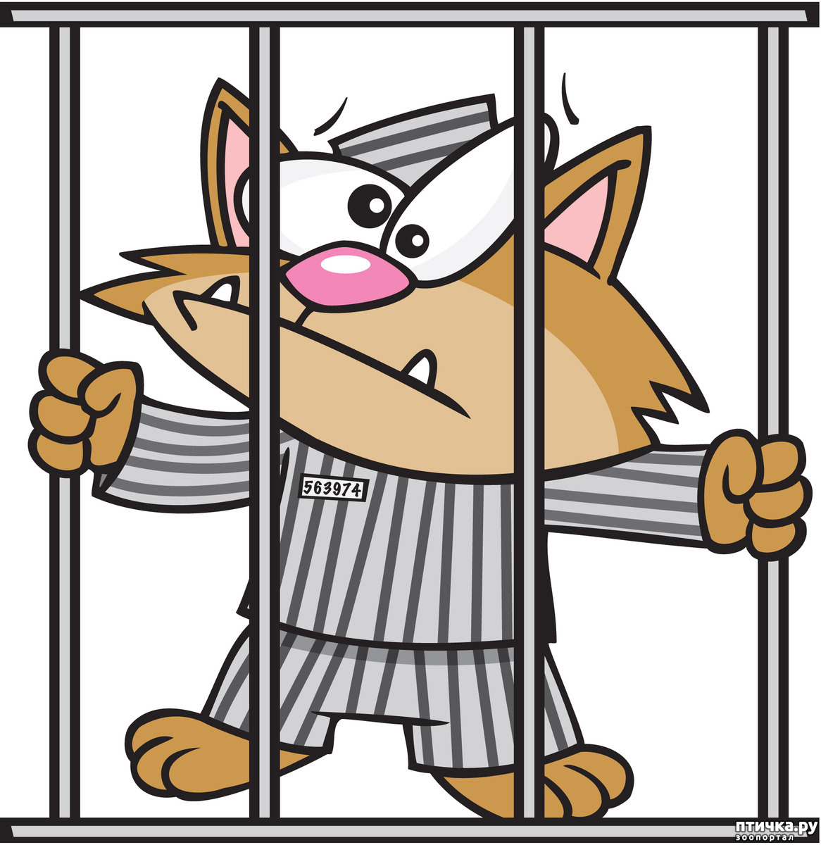 Котик в тюрьме