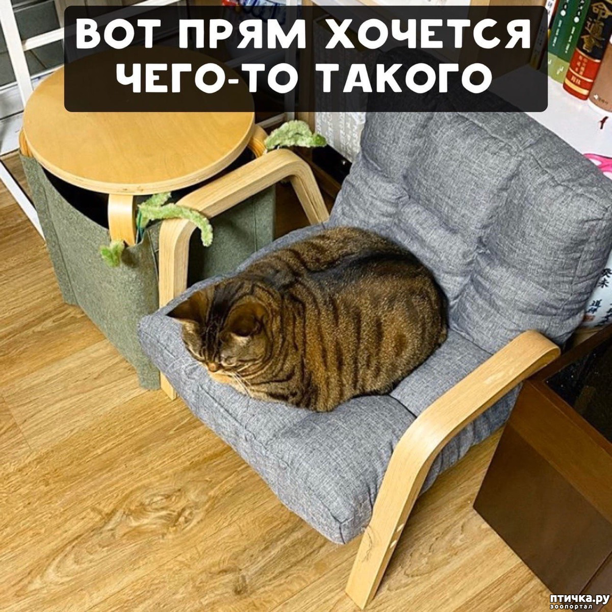 Без кота. Без кота и жизнь скучна. Котик картункет. Без кота дом сирота. Без кота и жизнь скучна картинки.