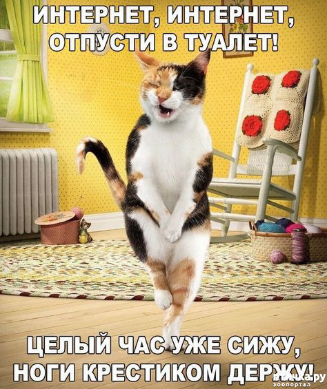 Смешные коты / картинки котов