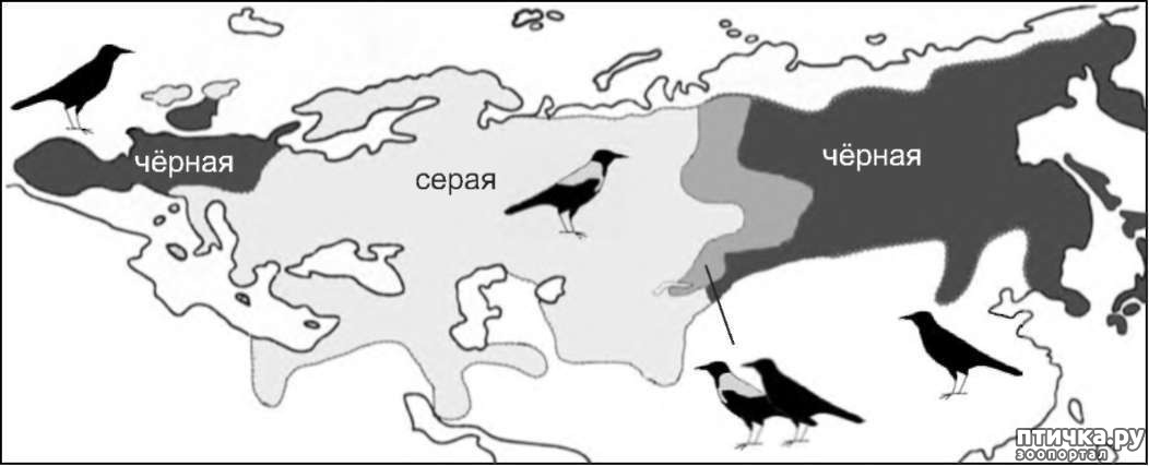 Карта ворон области