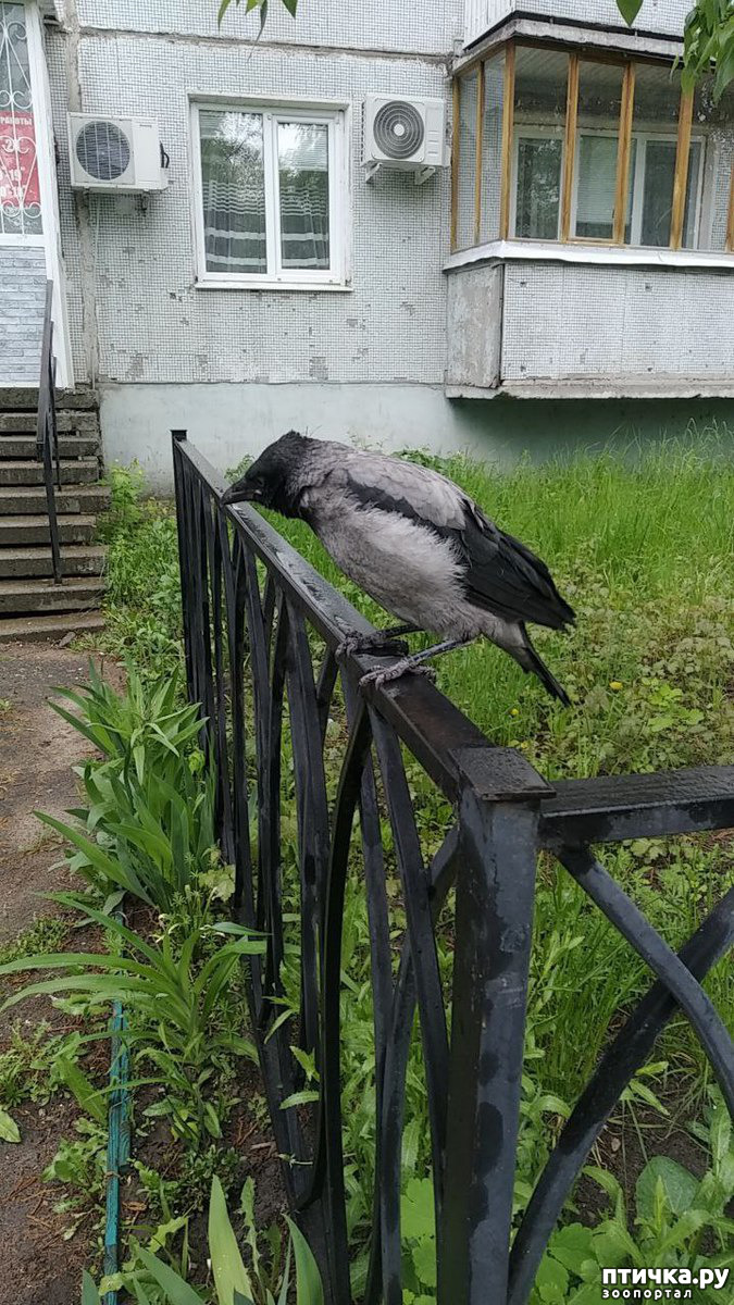 Воронята. — обсуждение в группе 