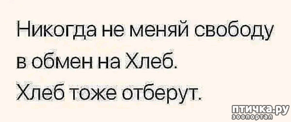 Свободы ни. Те кто готов пожертвовать свободой ради безопасности. Люди готовые пожертвовать свободой ради безопасности. Те кто готовы пожертвовать насущной свободой ради малой толики. Тот не достоин ни свободы ни безопасности.