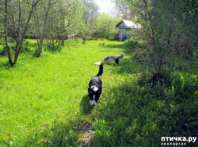 Майский день в деревне