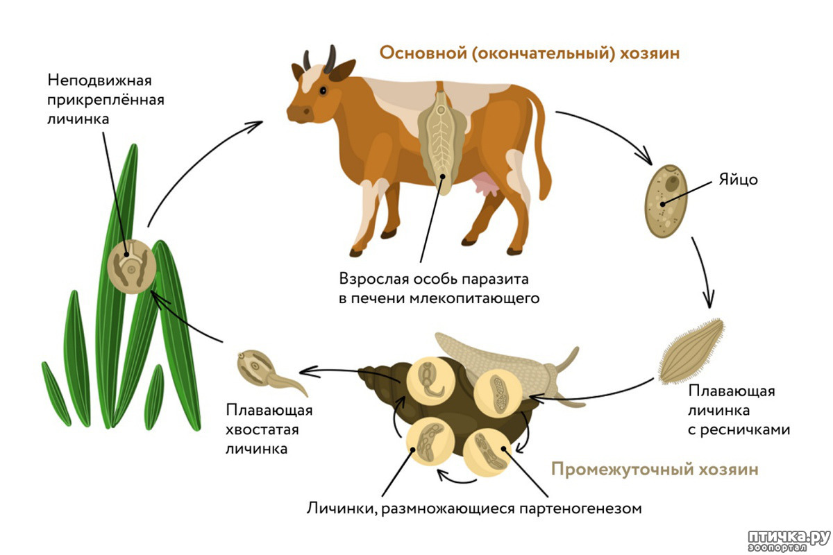 В теле промежуточного хозяина. Цикл развития печеночного сосальщика. Цикл развития печеночного сосальщика биология. Схема жизненного цикла печеночного сосальщика. Цикл развития печеночного сосальщика схема.